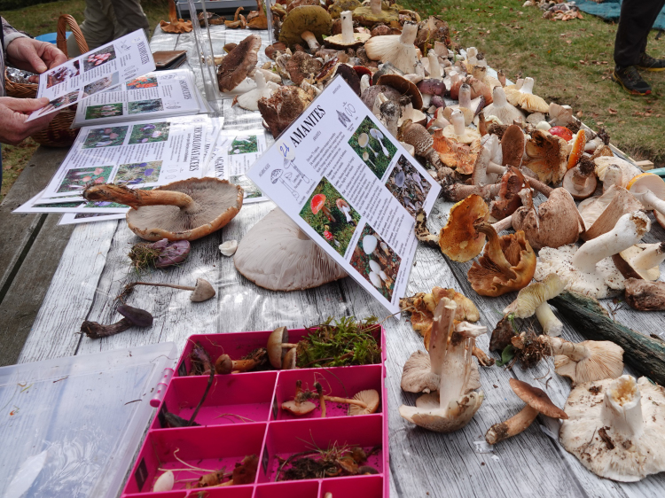 Identification après récolte, Photo LPO